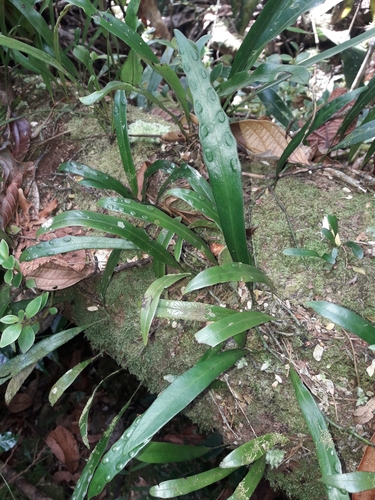 Dictymia mckeei (Dictymia mckeei)