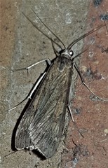 Nomophila corticalis