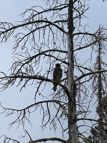 iNaturalist observation photo of Red-shouldered Hawk