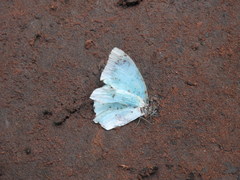 Lepidoptera