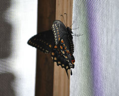 Papilio polyxenes asterius