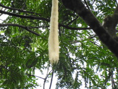 Colobus vellerosus