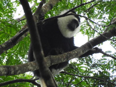 Colobus vellerosus