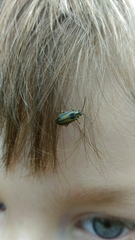 Xanthogaleruca luteola