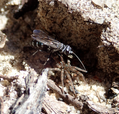 Turneromyia