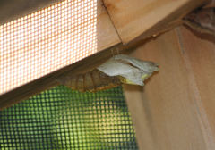 Papilio polyxenes asterius