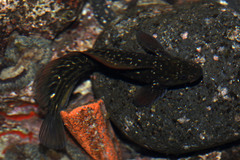 Parablennius parvicornis