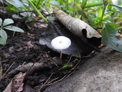 Fungi