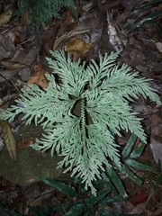 Selaginella firmuloides