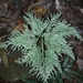 Selaginella firmuloides - Photo (c) naturewatchwidow, some rights reserved (CC BY), uploaded by naturewatchwidow