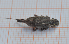 Acanthocinus aedilis