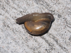 Macrochlamys nitidissima