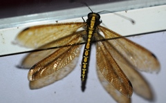 Ascalohybris subjacens