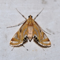 Eoophyla sejunctalis