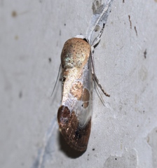 Westermannia superba