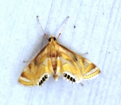 Eoophyla sejunctalis