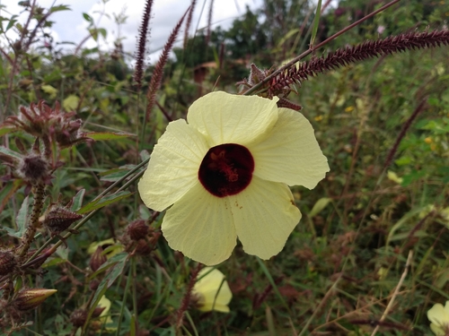 Sabdariffa rostellata