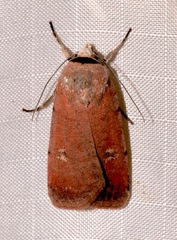 Anicla biformata