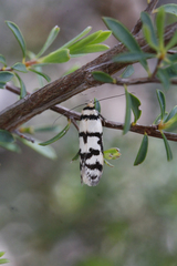 Philobota impletella