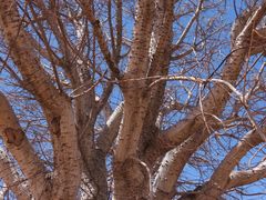 Erythrina vespertilio