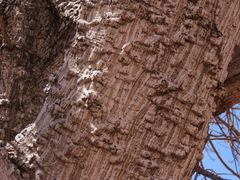 Erythrina vespertilio