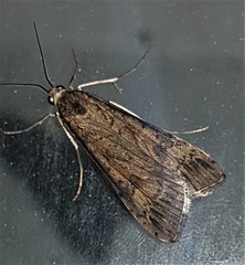 Nomophila corticalis