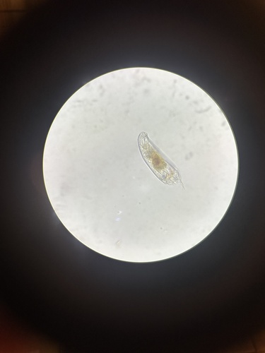 Trichocerca similis