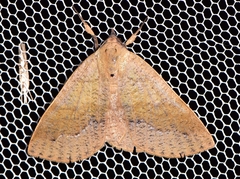 Ophyx ochroptera
