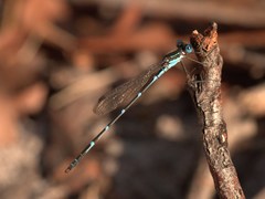 Austrolestes minjerriba