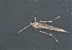 Anatrachyntis rileyi
