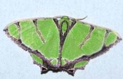 Agathia angustilimes