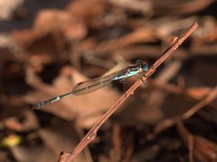 Austrolestes minjerriba