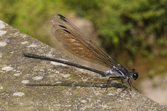 Bayadera nephelopennis