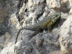 Sceloporus minor