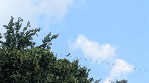 Belted Kingfisher photographed in Alabama