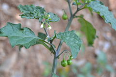 Solanum nigrum