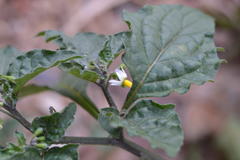 Solanum nigrum