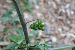 Solanum nigrum