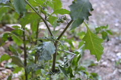 Solanum nigrum