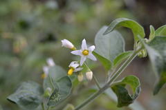 Solanum nigrum