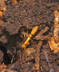 Leptogenys elongata