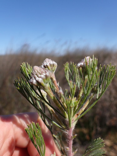 Serruria fucifolia, photograph 3