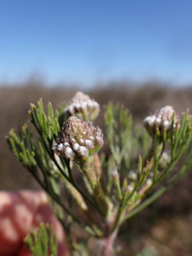 Northern Spiderhead (Serruria fucifolia)