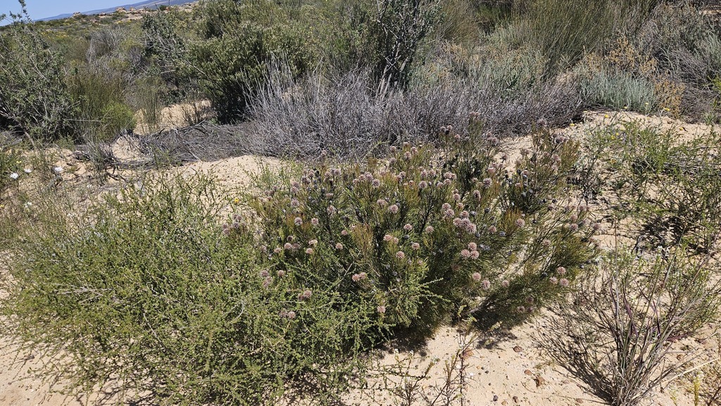Serruria fucifolia; photograph (c) Ren Hoekstra, some rights reserved (CC BY)
