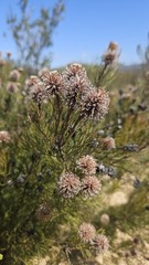 Serruria fucifolia