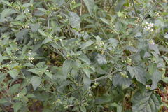 Solanum nigrum