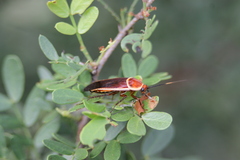 Pseudomops septentrionalis