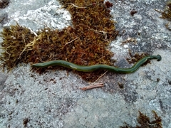 Diversibipalium dihangense