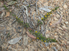 Pultenaea involucrata