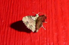 Chloroclystis sphragitis